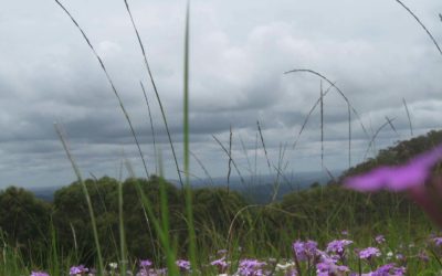 Bunya Mountains National Park