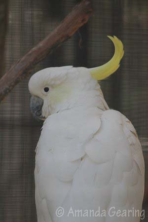 cockatoo-cockatoo-amanda-g-oct-2016