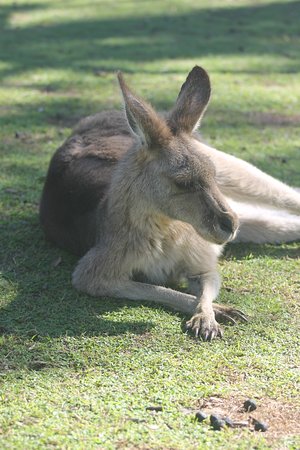 kangaroo