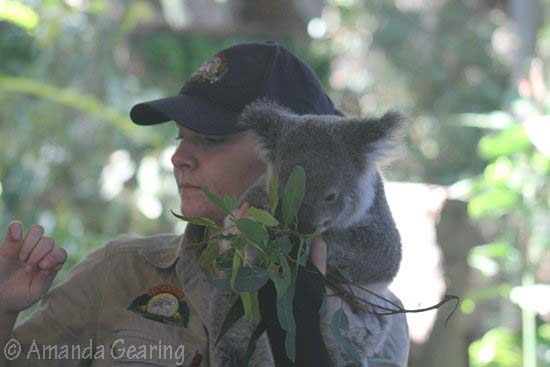 koala-handler-with-a-koala-handler-with-a-photo-koala-amanda-g-oct-2016