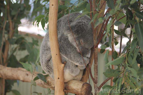 koala-in-typical-sleeping-pose-amanda-g-oct-2016