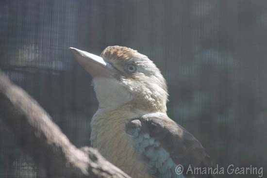 kookaburra-kookaburra-amanda-g-oct-2016