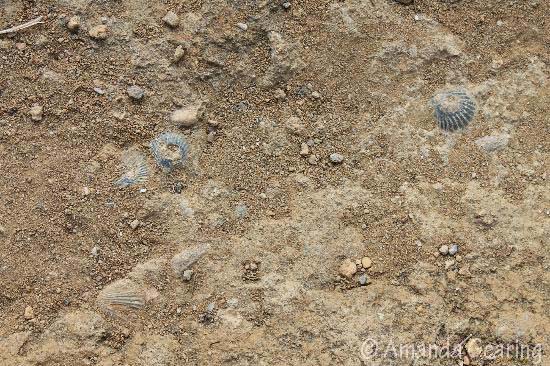 valley-of-the-temples-shells-in-the-limestone-rocks-indicates-the-land-was-once-under-the-sea-amanda-g-oct-2012